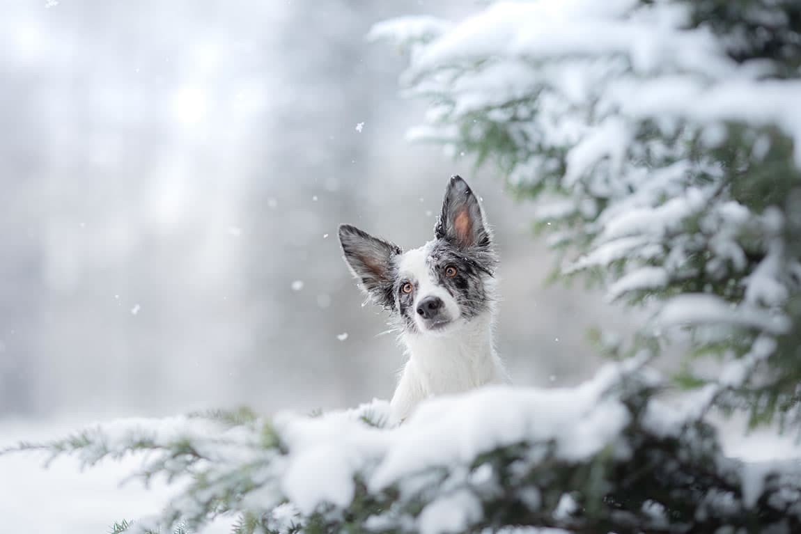 Hund schaut hinter einem Nadelbaum voller Schnee hervor