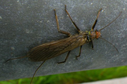 Insekten - Nahrung für die Fische