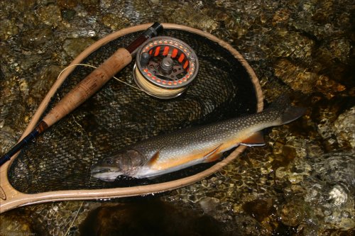 Prachtsaibling aus dem Ötzlsee