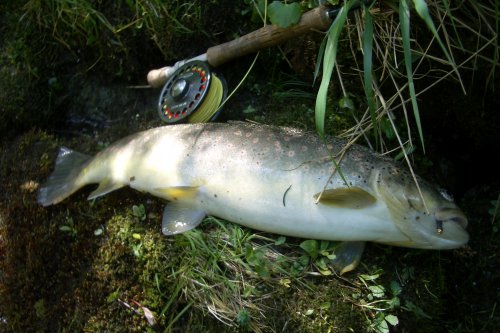 Prächtige Bachforelle