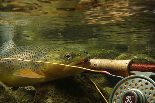 Hauptfischart Bachforelle im Großarlbach