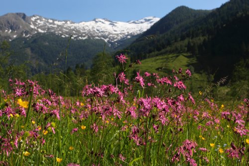 Blumenwiese im Talschluss in Hüttschlag